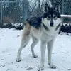 Susan Vogt - @redridinghoodrescue - TikTok