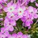 Susie Wallen - Facebook
