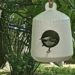 Susan C Wallin - @susancwallin - Instagram