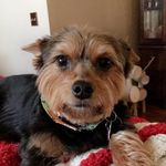 Susan Wiedel Walz - @ashlyn_sue_26 - Instagram