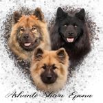 Susan Wanner - @eurasier_von_der_gutenburg - Instagram