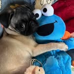 Susan Darrell Wanzer - @helenhouse73 - Instagram