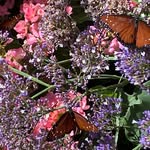 Susan Wanzer - @ivytalon - Instagram