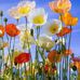 Sue Wasmund - Facebook