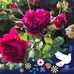 Susan Welcome - Facebook