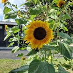 Susan Wenzel-Bertelsen - @ho1k9 - Instagram