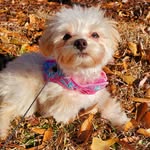 Susan Whigham - @smfinn60 - Instagram