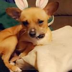 Susan Whitcomb - @corralsesther - Instagram