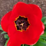 Susan Whitcomb Prideaux - @whtty1012 - Instagram
