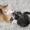 Susan willer - @random.crap_4 - TikTok