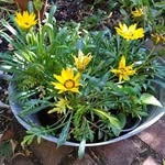 Susan Winch-Furness - @urban_gardener26 - Instagram