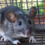 Susan Winner - @nw_packrat - Instagram
