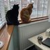 Susan Wrigley - Facebook