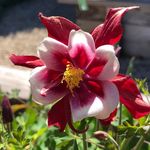 Susan Wunderlich - @wunderlich4605 - Instagram