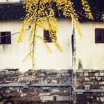 SusanXue - @susanxue5406 - Instagram