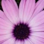 Susan Yager-Essig - @scessig - Instagram