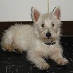 Susan Youngs - @sueyoungs53 - Instagram