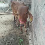 Ashish - @susana_ashish_ - Instagram