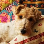 Susann Wolf - @fritzaroo - Instagram