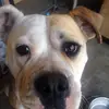 dogloversusannah - @dogloversusannah - TikTok