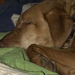 Susanne Bennett McCann - @mydogbourbon - Instagram