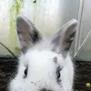 susannedanielsen6 - @susannedanielsen6 - TikTok