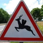 Susanne Deer - @susannedeer - Instagram