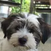 susannedurstmller - @susannedurstmller - TikTok