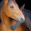 susanna erb - @susanna.erb - TikTok