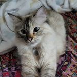 Susanne Hunt - @mooncat9designs - Instagram