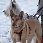 Susanne Kessler - @cara_peanuts_und_ich - Instagram