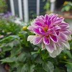 Susanne Koch - @susanne_koch66 - Instagram