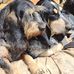 Susanne Lang - Facebook