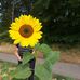 Susanne Pitz-Lang - Facebook