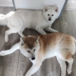Susanne Maier - @akita_yakito_kuma - Instagram