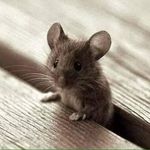 Susanne Nowak - @garten_fee_1958 - Instagram