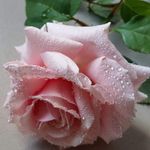 Susanne Pearson - @susannep49 - Instagram