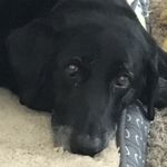 Susanne Rowe - @susannerowec11 - Instagram