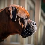 Susanne Schultz - @misterandhislady - Instagram