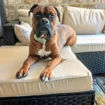 Susanne Schultz - @theresacatroomontheleft - Instagram