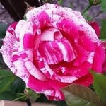 Susanne Seiler - @susenbruser - Instagram