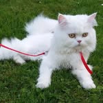 Susanne Tanner Kittinger - @tannerkittinger - Instagram