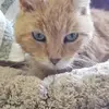 susannewebberbell - @suewitnessnews1 - TikTok