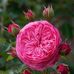 Sushmita Roy - Facebook