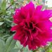 Sushmita Roy - Facebook