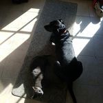 Susie, Anthony, Belle, Falcon - @zanders_magical_pets - Instagram