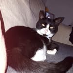 susie burt - @susieburt_thecat - Instagram