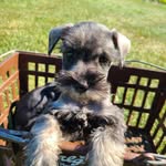 Susan CRooks - @crookssusan572 - Instagram