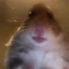 Susie Harrison - @susieharrison607 - TikTok