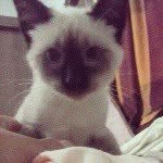 susie & joyce - @lovinhoscat - Instagram